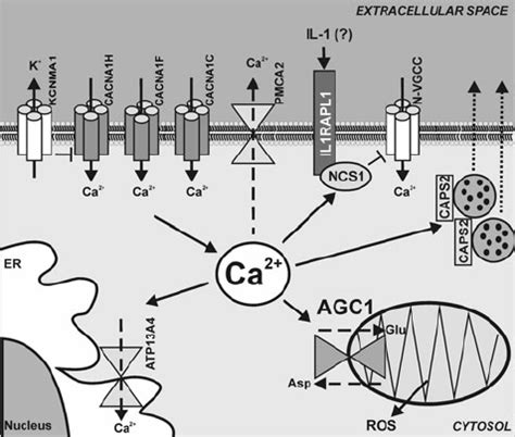 Hence it results in different traits due the arrangement of amino acids in protein chains. Proteins encoded by calcium-related genes involved in autism spectrum... | Download Scientific ...