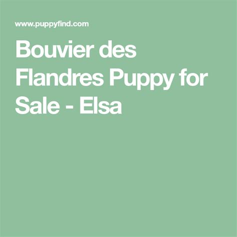 We have shown, raised, and loved bouviers (a fabulous breed, great family dog and protector) for nearly 30 years. Bouvier des Flandres Puppy for Sale - Elsa | Puppies for ...