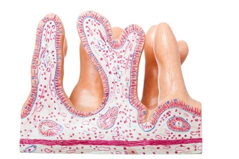 Was kann man tun wenn auf der stirn falten hohe wellen schlagen und langsam feine linien ins gesicht kommen ? Zöliakie • Symptome, Test zur Diagnose & Ernährung