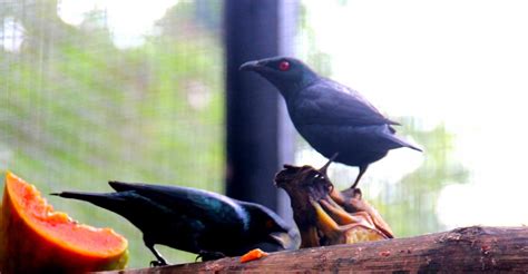 Tiket weekday dan tiket weekend tiket masuk lembang park zoo, belum termasuk berbagai fasilitas yang ada di dalam lembang park zoo. 34 Foto Kebun Binatang Bandung: Wahana, Harga Tiket Masuk