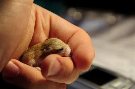 Baby hamster | Baby hamster Roborovski. | Kamil Porembiński | Flickr