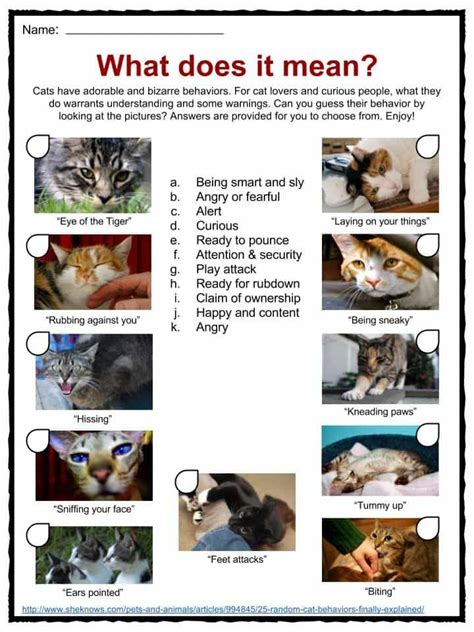 Here are ten amazing facts about cats. Cat Facts, Worksheets & Information For Kids | Cat facts ...