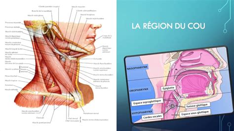 Pourtant, il s'agit du stade ultime de la dépression, à prendre très au sérieux à cause des idées suicidaires liées. Anatomie, la tête et le cou - YouTube