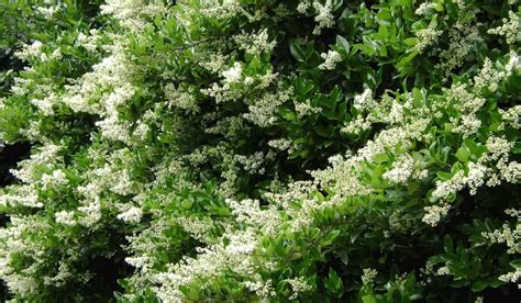 Dall'anno nuovo dell'antico calendario contadino e martedì 11 aprile 2017. LIGUSTRUM o LIGUSTRO | ligustrum japonicum o ligustro