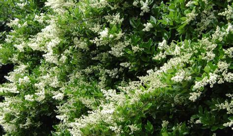 Dai profumati fiori aromatici a tisane di fiori officinali, fino a petali variopinti in insalata. LIGUSTRUM o LIGUSTRO | ligustrum japonicum o ligustro