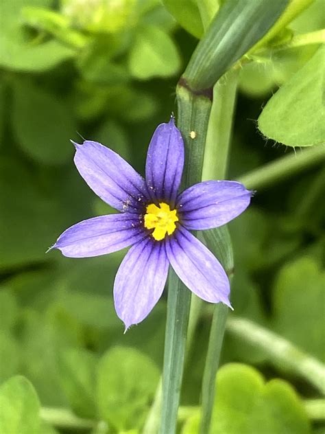 For years, we have been selling plants locally, but in idaho local can cross county and even state lines! Sisyrinchium idahoense - Idaho Blue-Eyed Grass | Plantas ...