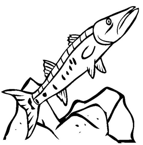 Cat and dog coloring pages. Pin on Barracuda Fish Coloring Pages