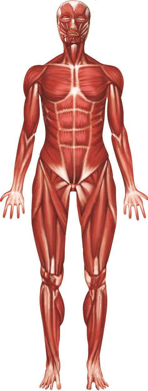 Write the labels for this figure on the numbered lines provided. Labelled Muscular System Front And Back : Diagram Of Human Muscles Front View - Muscle chart ...