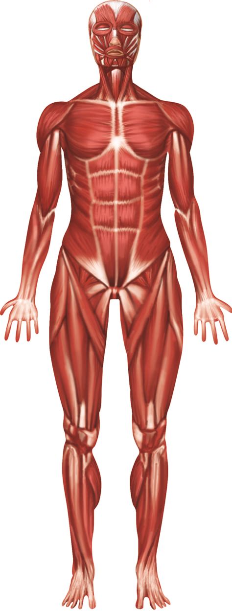 The upper part of the heart is the attachment point for several large blood vessels—the venae cavae, aorta and pulmonary trunk. Labelled Muscular System Front And Back : Diagram Of Human ...