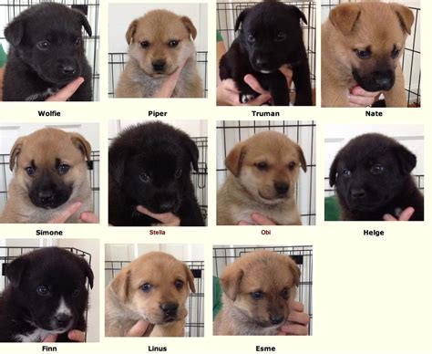 We are based in new jersey and will adopt to homes in new jersey, eastern pennsylvania, delaware, new. Update for White Rock Dog Rescue German Shepherd puppies ...