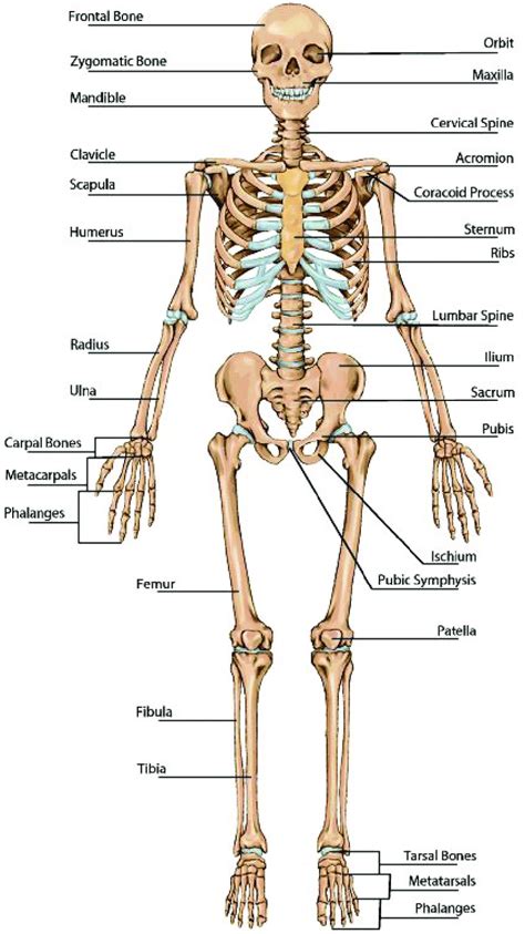 It runs down the centre of the body. 7: Structure of the skeleton. Image reproduced with ...