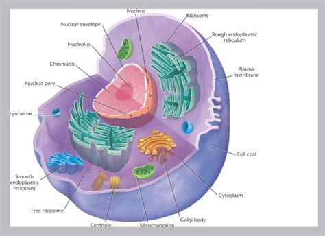 A cell is the structural, functional and biological unit of all organisms. Free clipart of an animal cell nuclear membrane collection ...