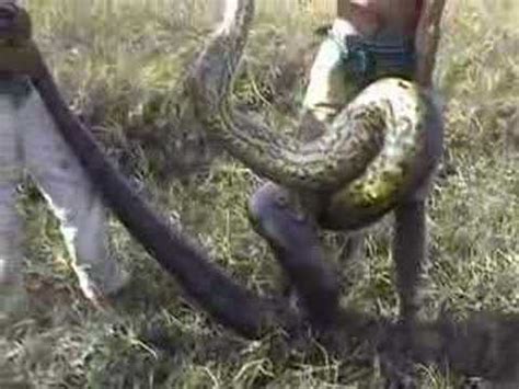 Credit to the person who does. Scarily massive anaconda constricts man - YouTube