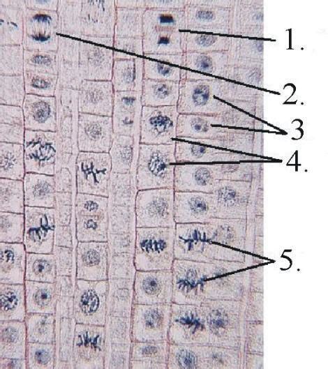 Telophase m = metaphase a = anaphase t = telophase __a_1. 35 Onion Cell Mitosis Worksheet Answers - Worksheet ...