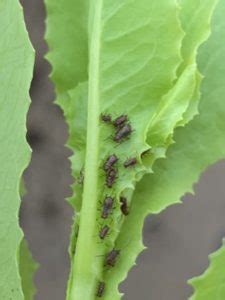 Chemical control involves using insecticidal soaps (some of which are organic). 9 Ways to Organically Treat Aphids in Your Garden - Okra ...