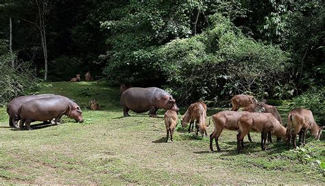 Rahmat zoo & park adalah tempat pemeliharaan atau taman hewan dengan ukuran luas 20 hektar. Safari hewan Binatang Buas di Taman Safari - iKurniawan