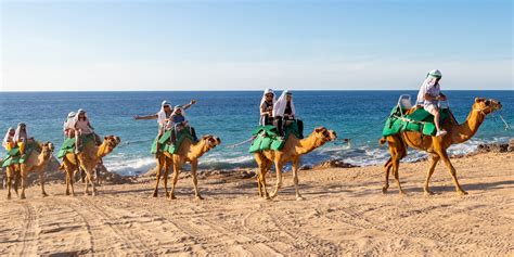 Dr's express those that find the camel are not likely to get alzheimer's. Cabo San Lucas Land Tours | Things to Do in Cabo | Blog