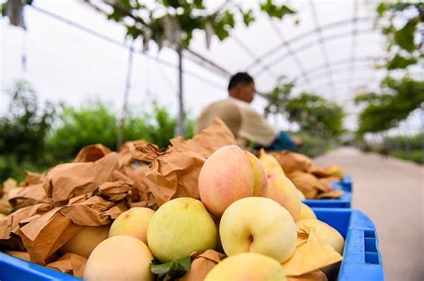 Check spelling or type a new query. Growing the Best Tasting Peaches - Choosing Varieties ...