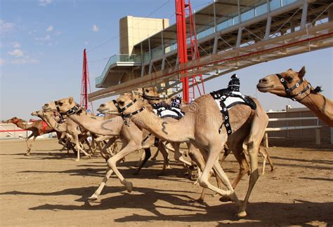 For an experience that's really off the beaten path, join the locals excitedly cheering on camels from all over the middle east at the al marmoum racetrack (although no betting, that's entrance to the racetrack is free, but we recommend calling ahead to confirm the weekly schedule. Cammello Del Club Del Cammello Del Dubai Che Mastica ...