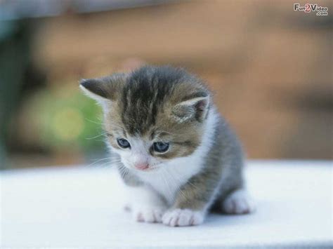 We did not find results for: Cute Baby Kittens | Cute Baby Kittens 8368 Hd Wallpapers ...