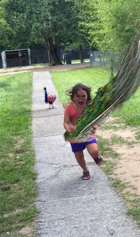 We did not find results for: La foto de una niña aterrorizada escapando de un pavo real ...