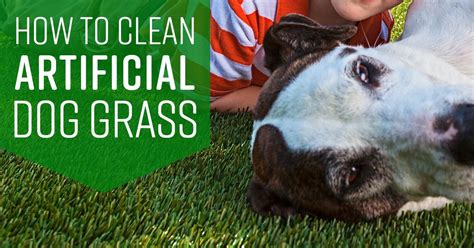 Spray with artificial grass cleaner3. How to Clean Artificial Dog Grass (With images) | Simple ...