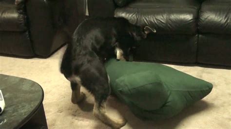 Mature mother cums humping pillow 07:58. My Female Puppy humping a pillow - YouTube