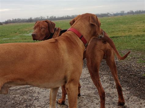 Testosteron ist unter anderem dafür verantwortlich, das knochenwachstum des hundes in der wachstumsperiode zu stoppen. 49 Top Photos Wann Kann Man Eine Hündin Kastrieren Lassen ...