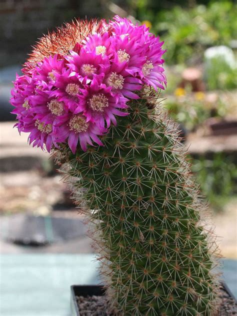 Mammillaria long been grown in our area. Mammillaria backebergiana | World of Succulents