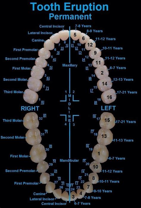 Raw diets tend to work best because they mimic the. Anatomy of a tooth (With images) | Dental anatomy, Dental ...