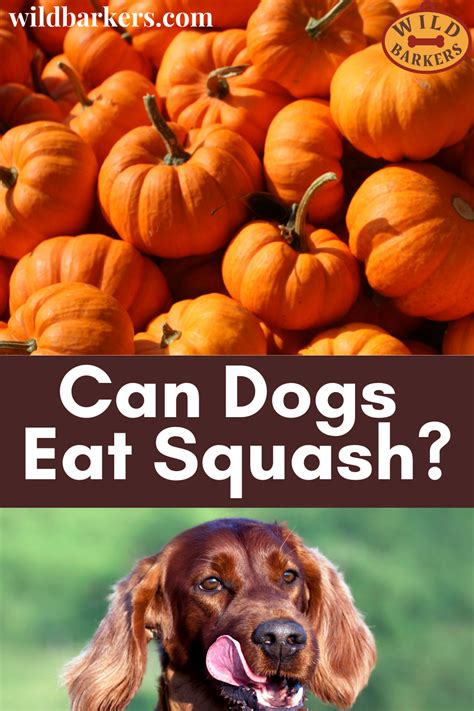 Cats · 1 decade ago. Can Dogs Eat Squash? in 2020 | Can dogs eat, Dog eating ...