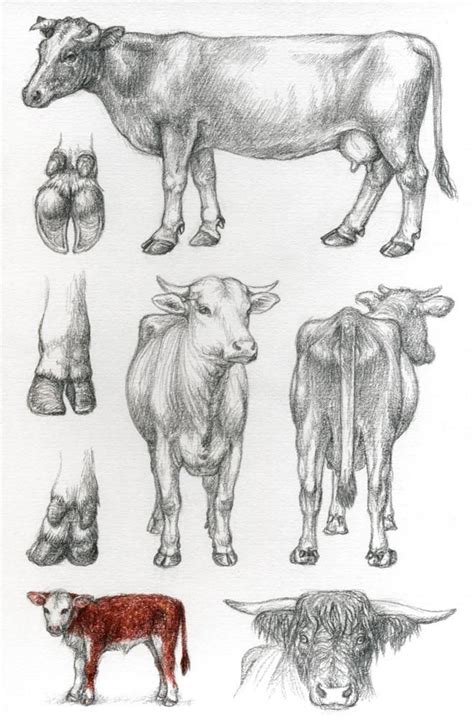 Each tutorial is broken down into the simplest of steps that can be followed by most people. ASP6: Cattle by Dragarta on DeviantArt | Animal sketches ...