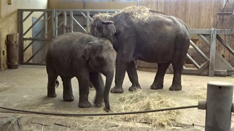 Zoo ostrava se také, jako jediné u nás, podařilo odchovat mládě slona indického. ZOO Ostrava sloni 31.12.2019 - YouTube