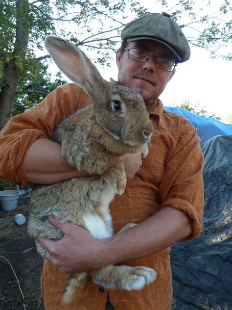 28 Flemish Giant Bunny Rabbits for Sale Riverside, CA | Rabbits for ...