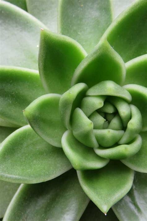 Succulents have their own internal water reservoir. How to Grow Succulents Indoors + My Favorite Ones!