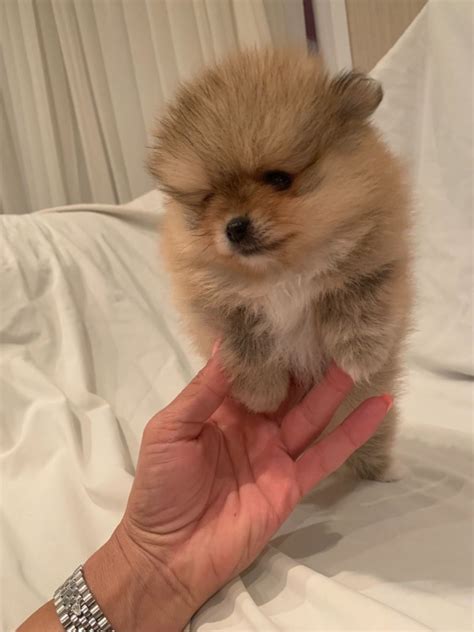 New litter of 7 teddybears!! Pomeranian For Sale #teacuppomeranianpuppy | Pomeranian ...