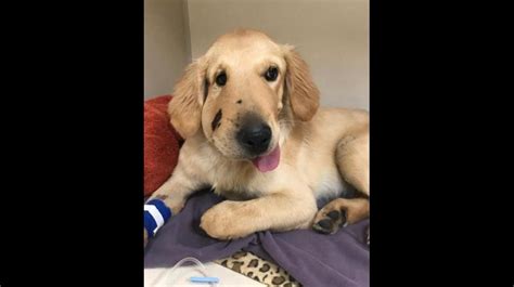 She turned 1 in june and transitioned from fromms puppy kibble to fromms small breed gold kibble, along with her 11 other canine family members! Heroic golden retriever pup saves owner from rattlesnake ...