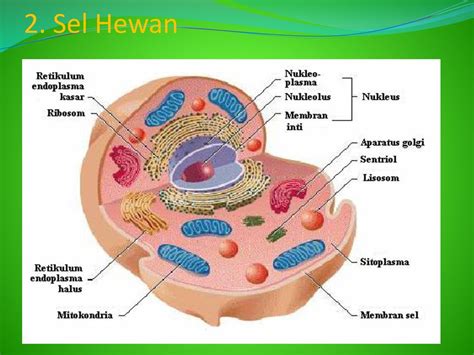 Check spelling or type a new query. Kumpulan Berbagai Gambar Sel Hewan