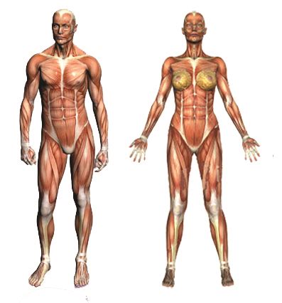 Another picture of human pelvis diagram : Types of muscles which make up the Human Muscular System