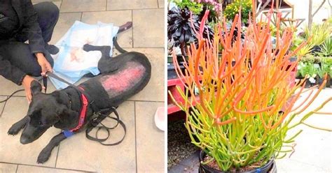 Pencil cactus will not tolerate temperatures below 50 degrees fahrenheit. Two Dogs Almost Die After Touching Toxic Plant Commonly ...