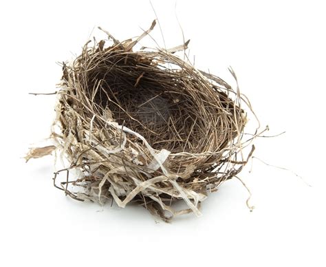 The resolution of image is 432x432 and classified to bird wings, big bird, nest logo. Empty nesters nude