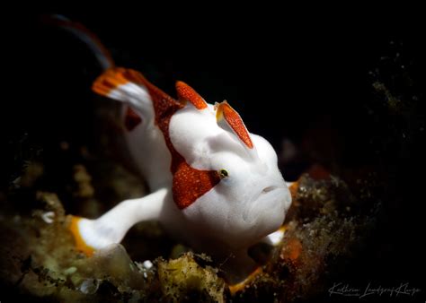 If you take the time to fish every time you see some fish shadows, you should. Photo Essay|Underwater Photography Guide