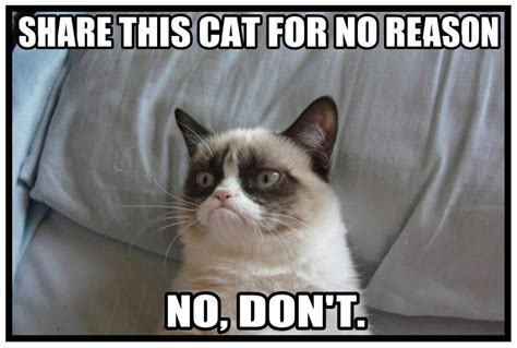 Also a plus is that all the clips are the famous cat memes clean such as grumpy cat memes nyan cat and keyboard cat memes have been searched highly and shared on social media a. lol #GrumpyCat #Meme | Grumpy cat humor, Grumpy cat quotes, Grumpy cat meme