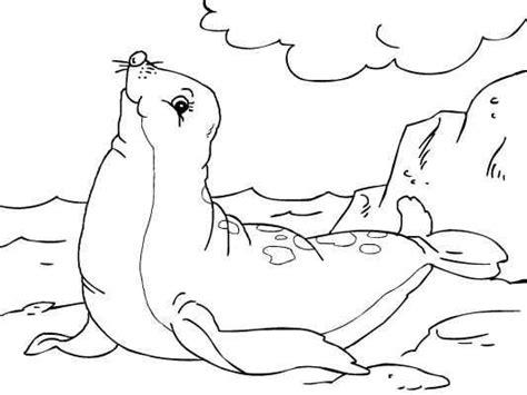 We draw animals for colouring almost daily. Fish and Sea Animal Coloring Pages: Seal | Animal coloring ...