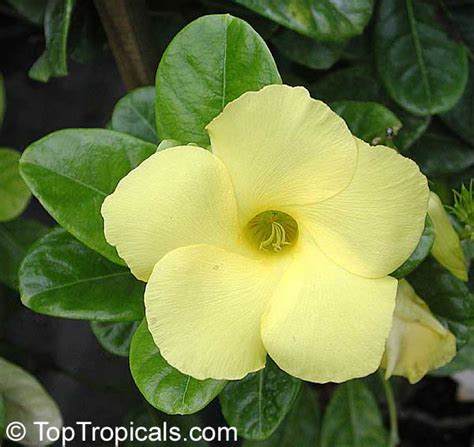 Low prices, fast shipping from a trusted nursery source. Urechites lutea, Vinca lutea, Pentalinon luteum, Yellow ...