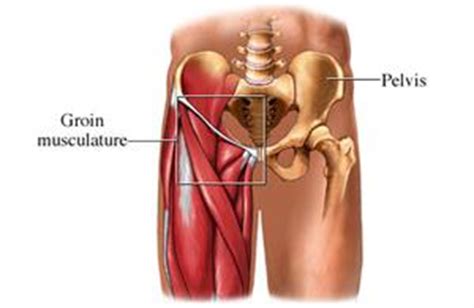 Three of them are called the 'short adductors' (pectineus, adductor brevis, and adductor longus). Groin Pain and Sprains | Dannemora Physiotherapy