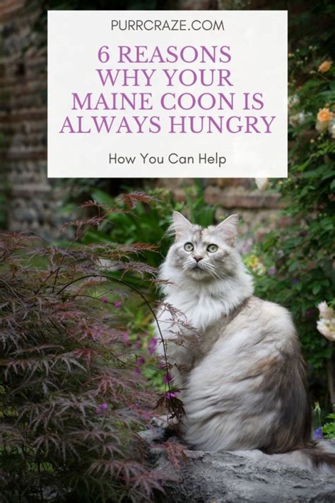 Learn what behavior is normal and when to see your veterinarian. Maine Coon Hungry - Purr Craze