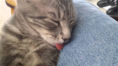 Check spelling or type a new query. Sleepy cat doesn't mind a tongue pull. - YouTube