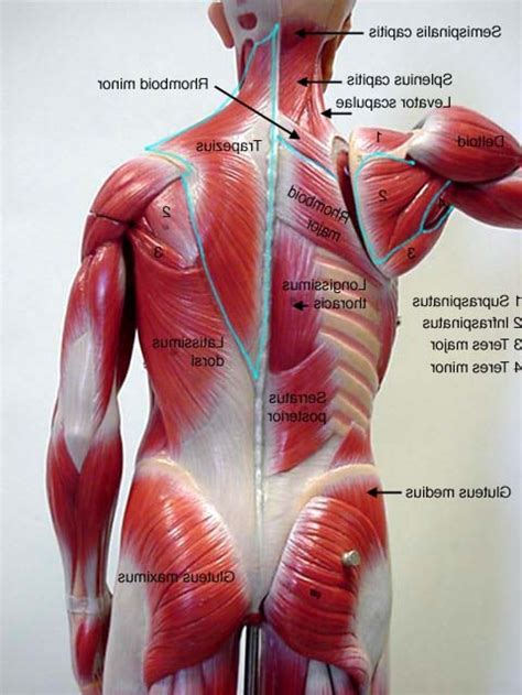 Maybe you would like to learn more about one of these? Human Lower Back Muscles Anatomy Photo | Muscle anatomy ...