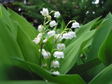 Harry styles。one direction yoshiki san and toshl san of x japan. muguet 2 - Le Pas de côté